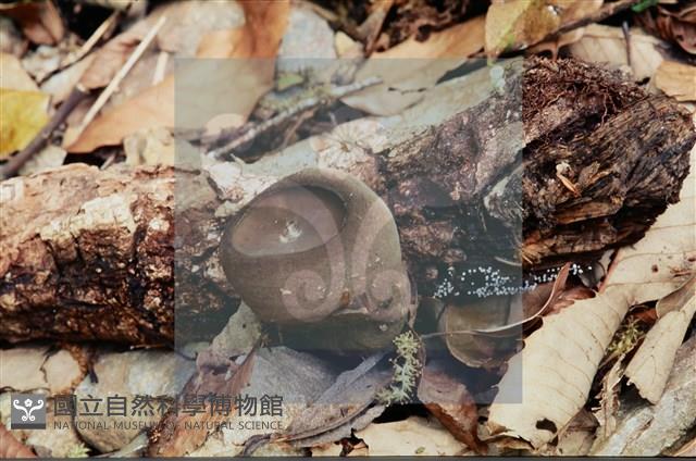 登錄號:F0008301藏品圖，第4張