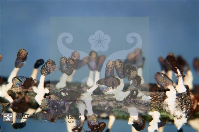 Accession Number:F0011301 Collection Image, Figure 3, Total 7 Figures