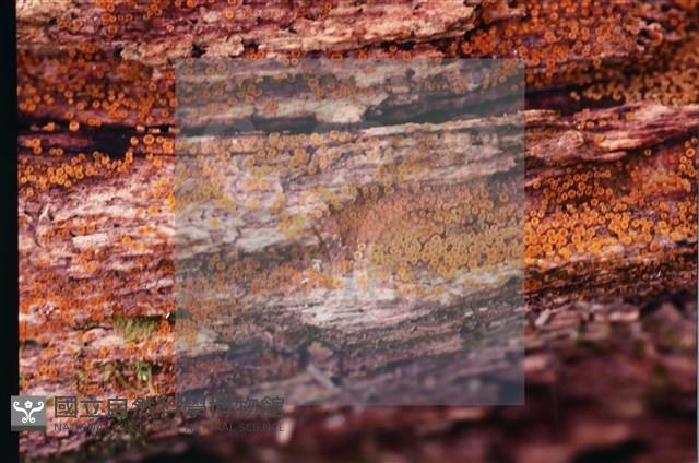 登錄號:F0022011藏品圖，第5張