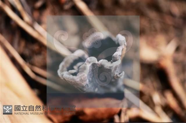 棕色革菌藏品圖，第4張