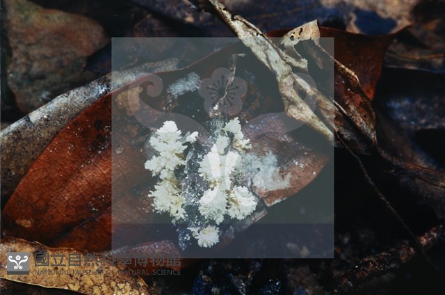 登錄號:F0003451藏品圖，第4張