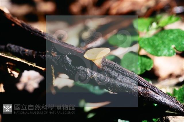 登錄號:F0015541藏品圖，第4張