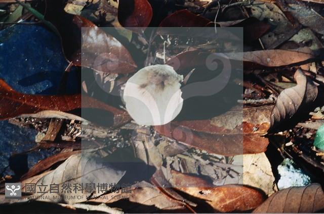 登錄號:F0015591藏品圖，第4張