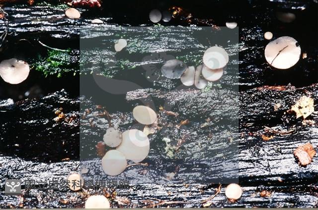 登錄號:F0007391藏品圖，第4張