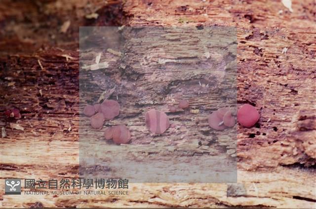 Accession Number:F0005391 Collection Image, Figure 3, Total 5 Figures