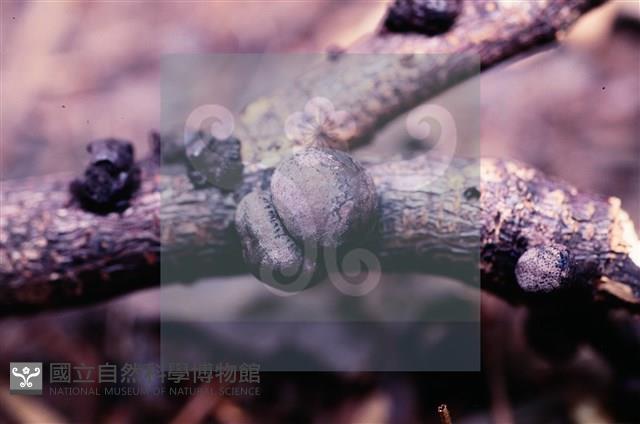 登錄號:F0010181藏品圖，第4張