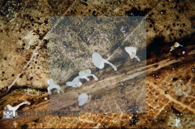 登錄號:F0003081藏品圖，第4張