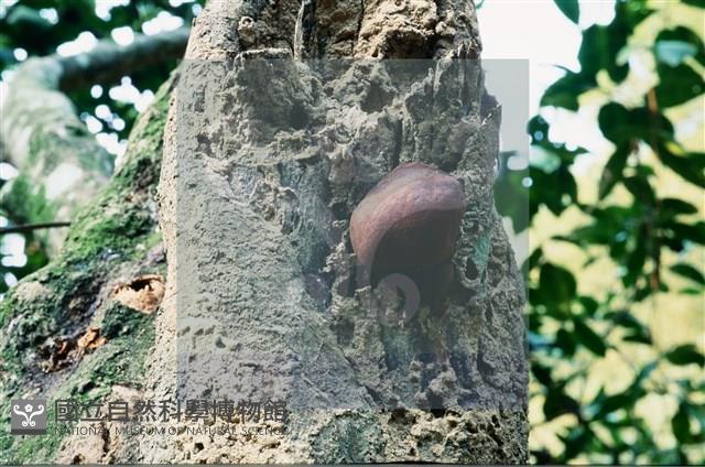 登錄號:F0008931藏品圖，第4張