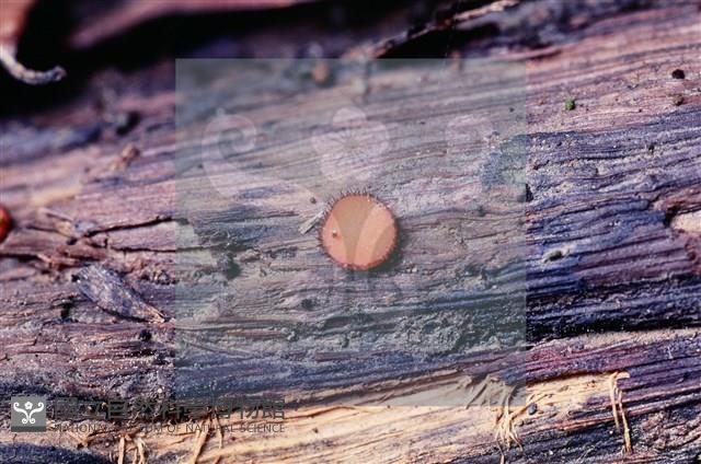 登錄號:F0005131藏品圖，第3張