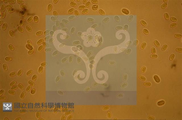 Accession Number:F0012871 Collection Image, Figure 4, Total 5 Figures