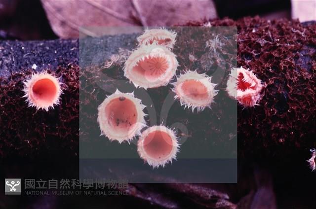 登錄號:F0004571藏品圖，第4張