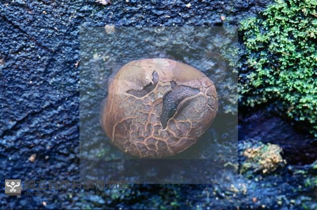 登錄號:F0005164藏品圖，第4張