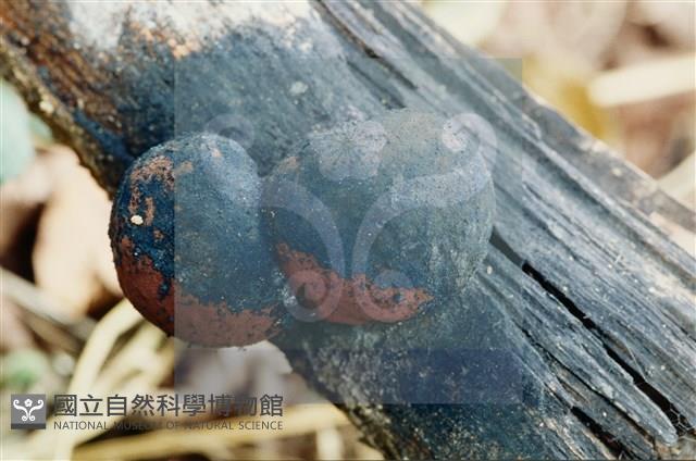 登錄號:F0004064藏品圖，第4張