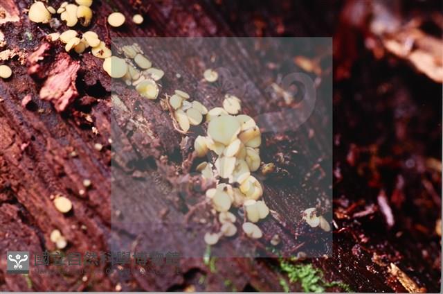 登錄號:F0009824藏品圖，第3張