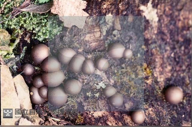 登錄號:F0008924藏品圖，第3張