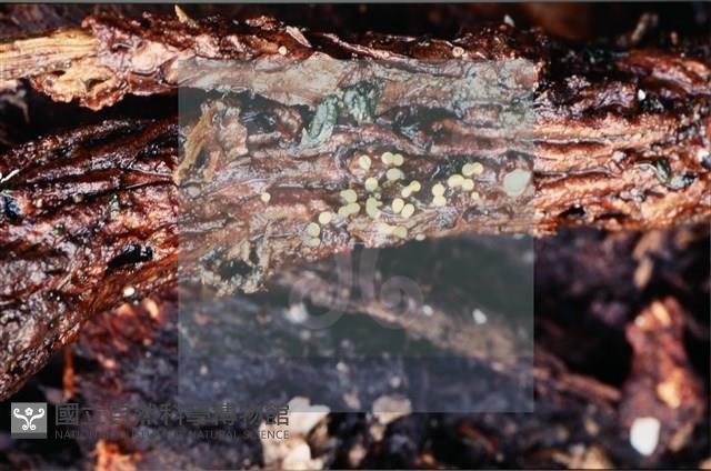 登錄號:F0008304藏品圖，第5張