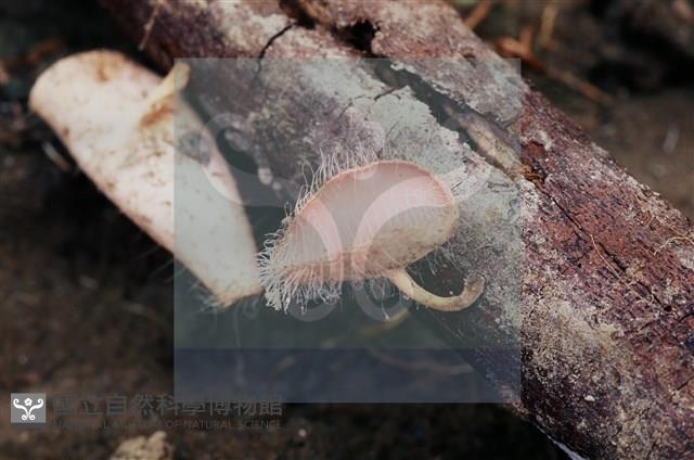 Accession Number:F0011304 Collection Image, Figure 4, Total 8 Figures