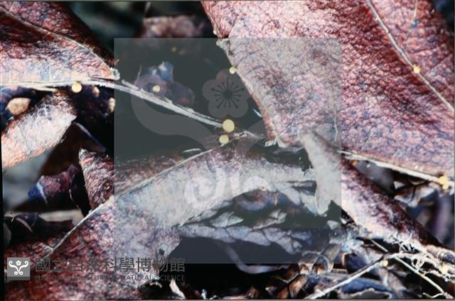 登錄號:F0008314藏品圖，第4張