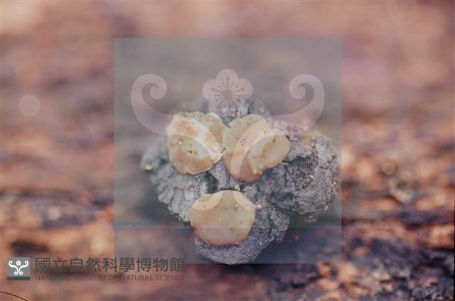 登錄號:F0012254藏品圖，第3張