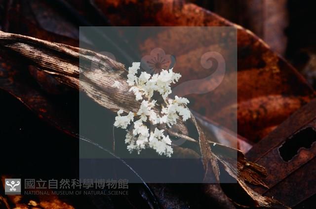 登錄號:F0009854藏品圖，第4張