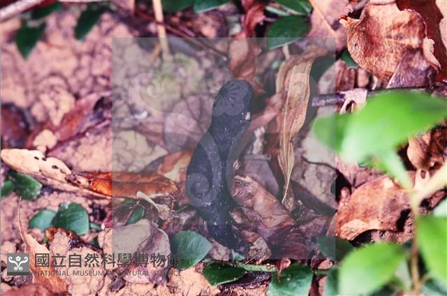 炭角菌屬藏品圖，第4張