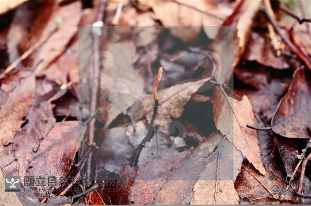 登錄號:F0009844藏品圖，第4張