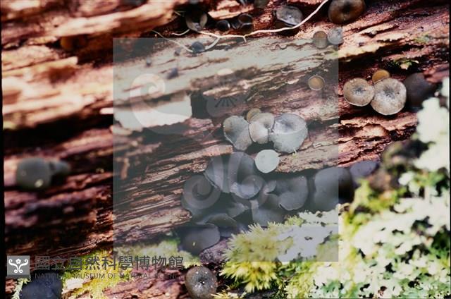 登錄號:F0018644藏品圖，第4張