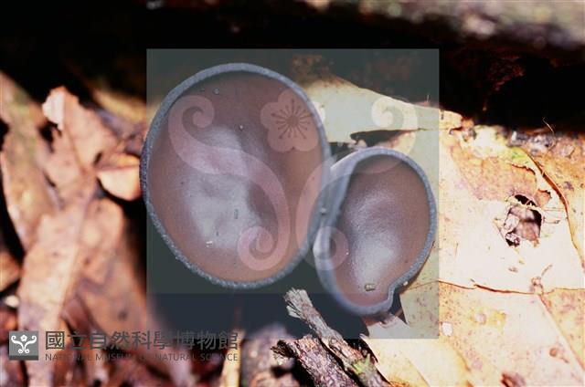 登錄號:F0015544藏品圖，第4張