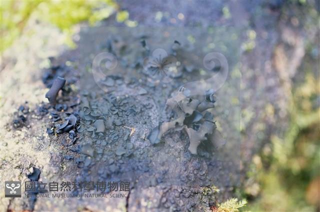 登錄號:F0015044藏品圖，第4張