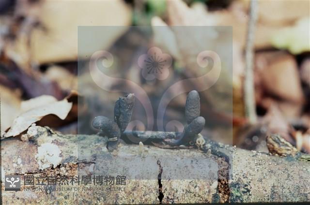 炭角菌屬藏品圖，第3張