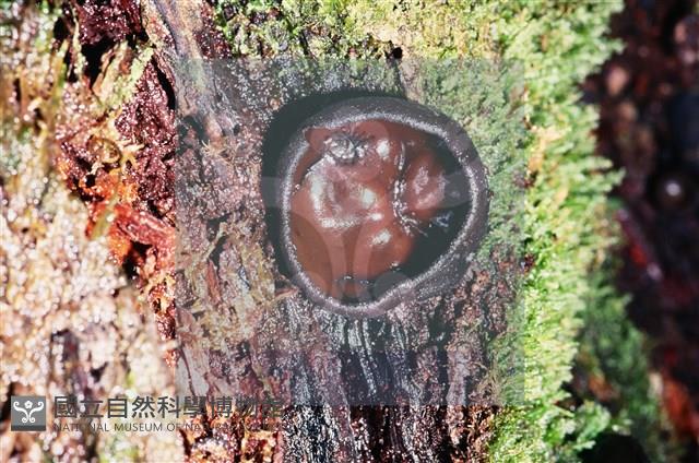 登錄號:F0009794藏品圖，第4張