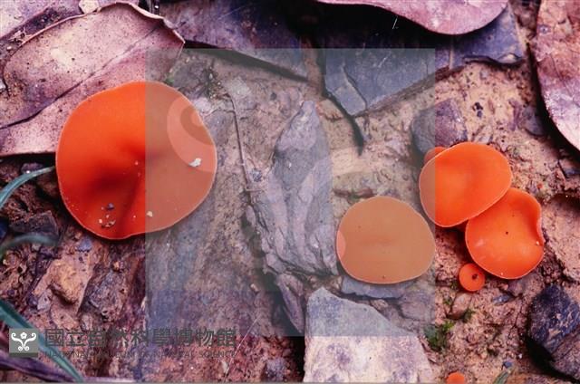 登錄號:F0005394藏品圖，第3張