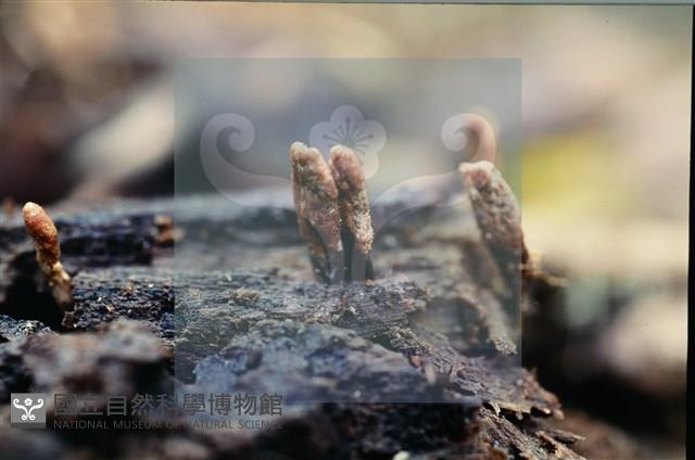 登錄號:F0010184藏品圖，第5張