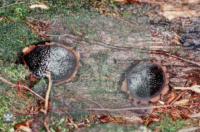 登錄號:F0002234藏品圖，第4張