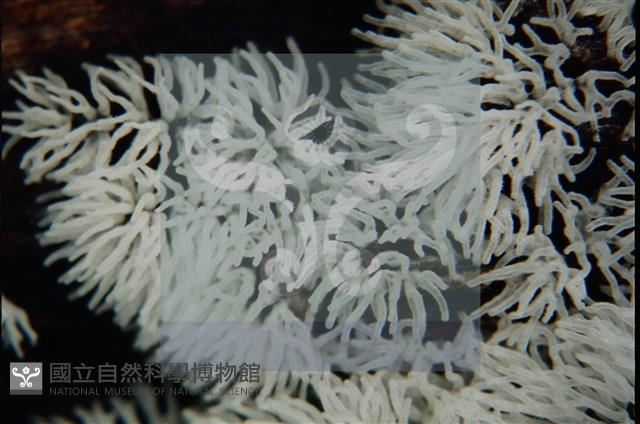 登錄號:F0009834藏品圖，第3張