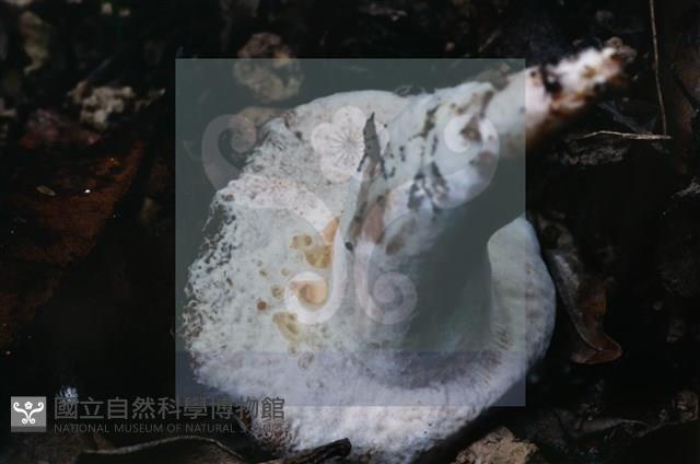 登錄號:F0015534藏品圖，第4張