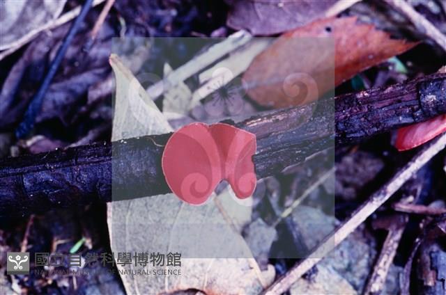 登錄號:F0005134藏品圖，第4張