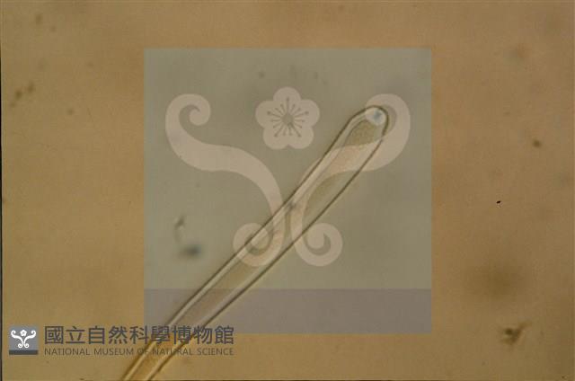 登錄號:F0012874藏品圖，第4張