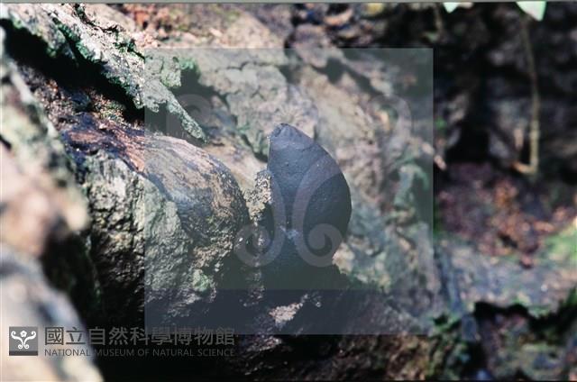 登錄號:F0007674藏品圖，第4張