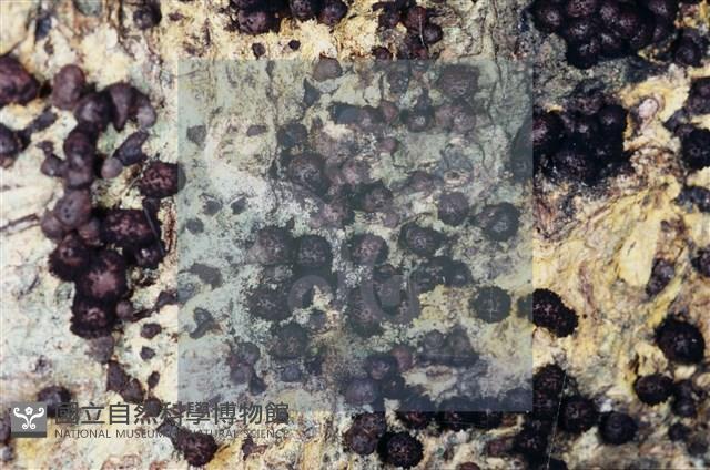 登錄號:F0005674藏品圖，第4張