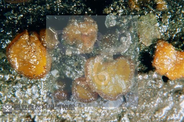 登錄號:F0003074藏品圖，第3張