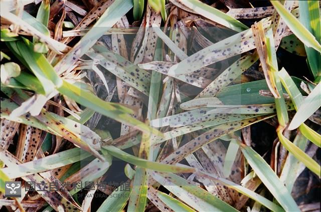 登錄號:F0010374藏品圖，第4張