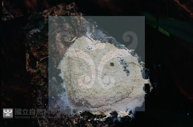 登錄號:F0015522藏品圖，第3張