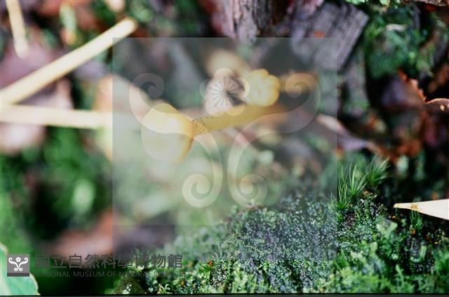 登錄號:F0011322藏品圖，第4張