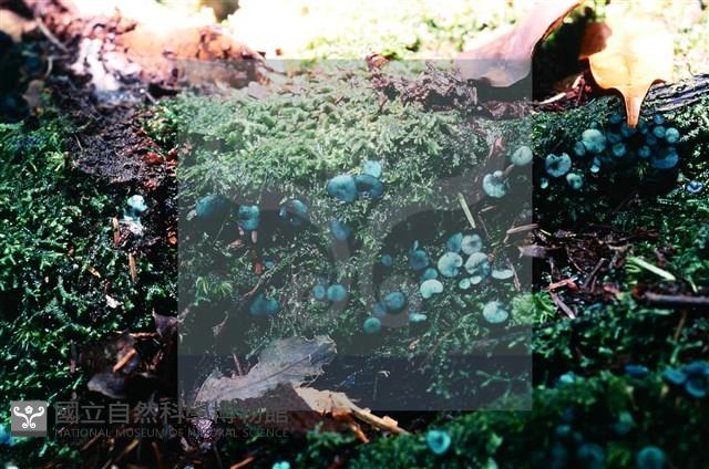 登錄號:F0009802藏品圖，第3張