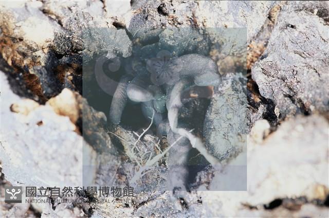 登錄號:F0011302藏品圖，第4張