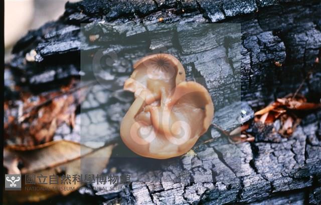 登錄號:F0013912藏品圖，第5張