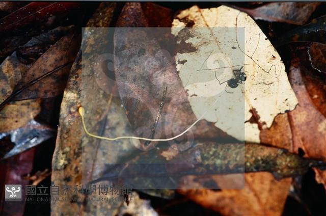 登錄號:F0008312藏品圖，第3張