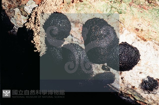 登錄號:F0005312藏品圖，第3張