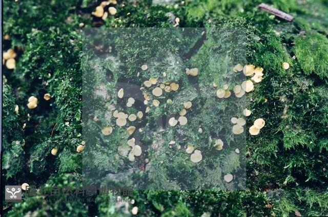 登錄號:F0003452藏品圖，第3張